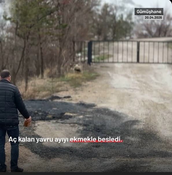 Gümüşhane'de aç kaldığı için köy merkezine yakın bir noktada otlayan ayıyı çevredeki bir vatandaş ekmekle besledi.
